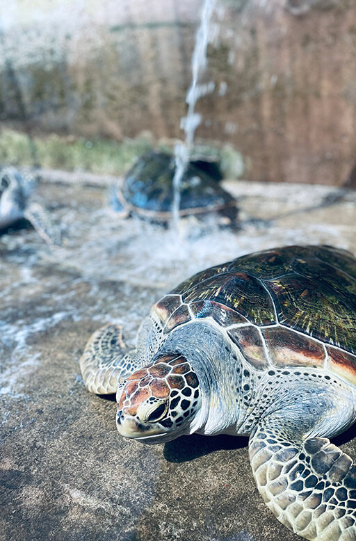 Huizhou- Marine Life Conservation