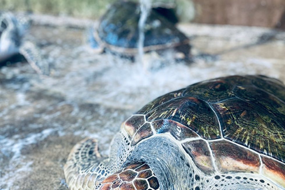 Huizhou- Marine Life Conservation