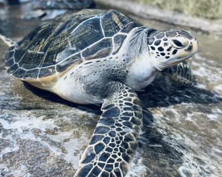 Adorable Life on Earth: Sea Turtle Protection School Trip in Huizhou, China