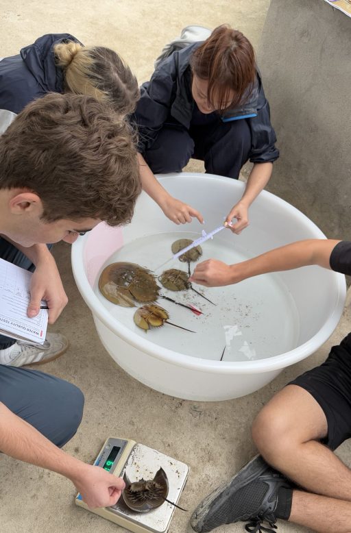 Luoyuan & Pingtan- Crabs, Culture, and Conservation
