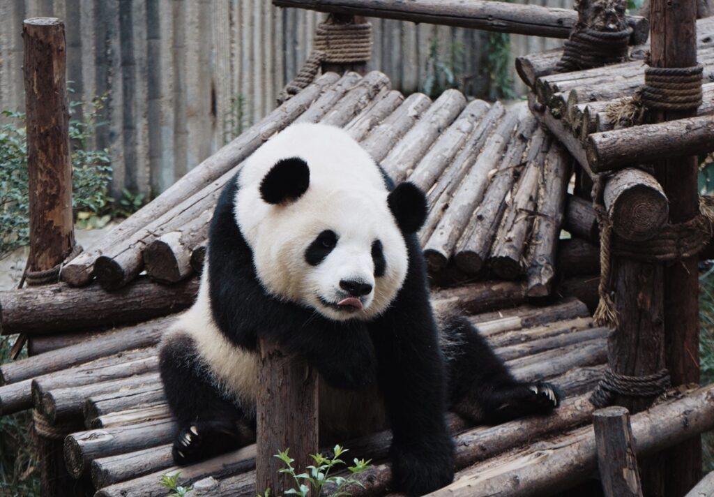 School Trip to Sichuan Pandas