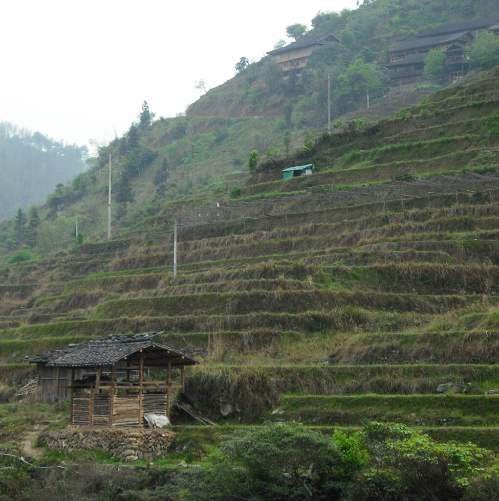 Iconic Longsheng rice terraces, explore these breathtaking paddies during the Guangxi hiking adventure.