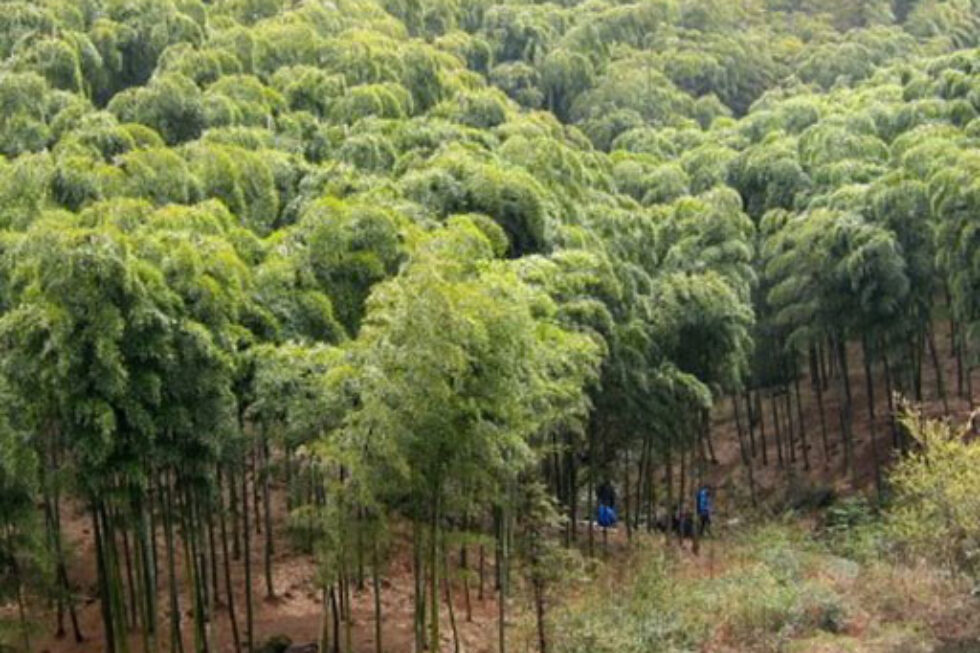 Adventurous Journey in Moganshan