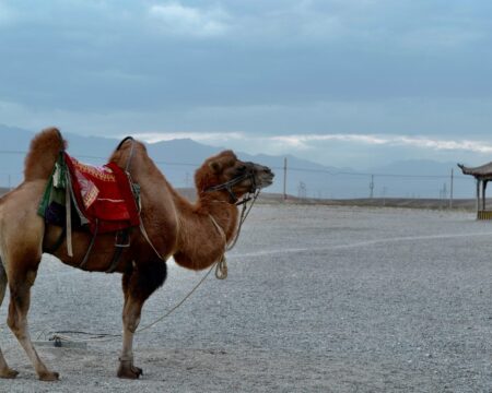 Fascinating Sights in China’s Desert Oasis, Dunhuang