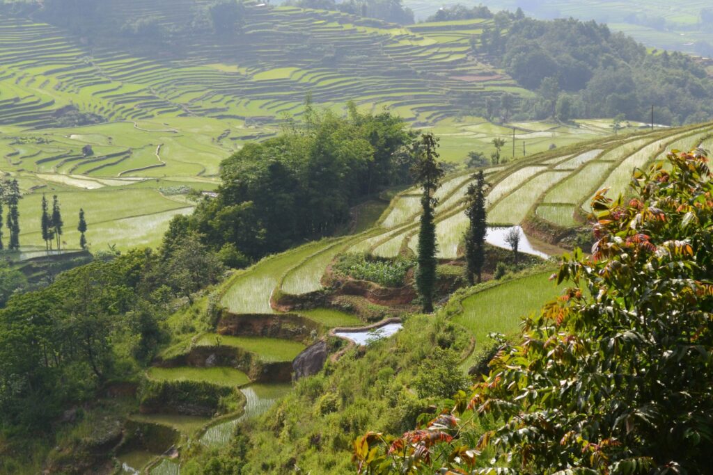 Students hiking to a tea plantation, learning tea processing, and picking vegetables with a local family in a traditional Tulou home during a school trip to Xiamen, China.