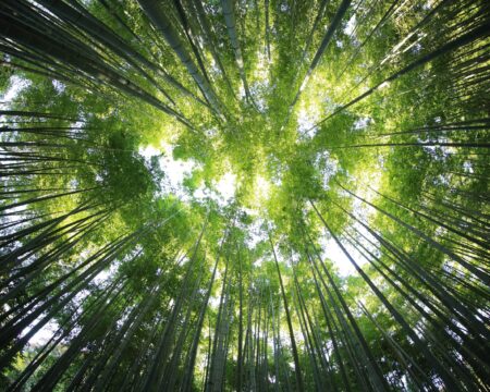 Outdoor Learning in China – Forest Bathing