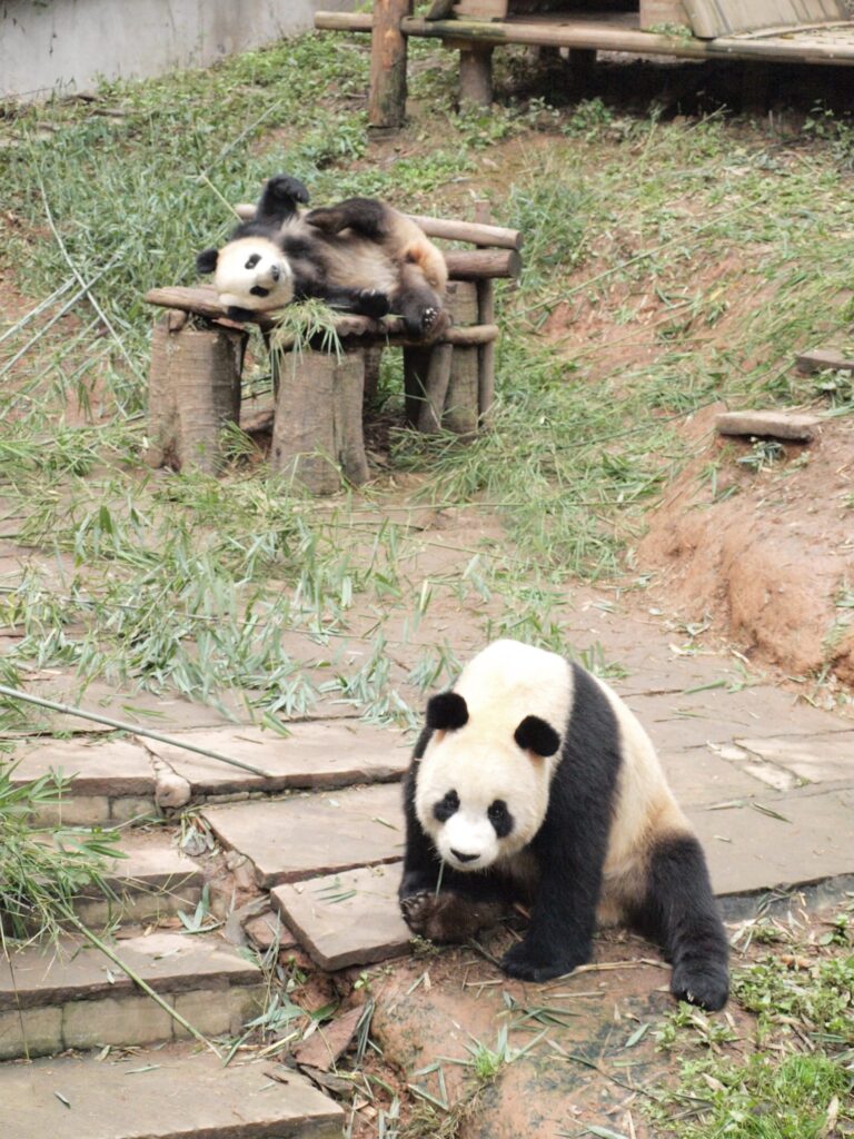 School trip to Sichuan, China with Panda conservation, art workshops, and honeybee service-learning