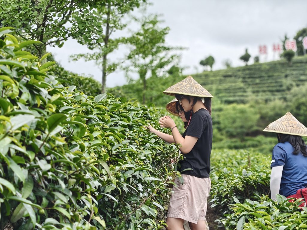 Students during a tea experience in China.